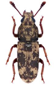 Black And Yellow Longhorn Beetle Poisonous Pin On Weevils Anthribidae Anthribinae