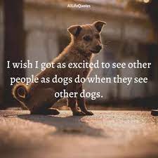 99 Best Street Dog Quotes And Captions For Instagram