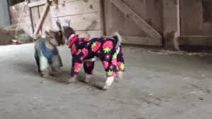 Share a gif and browse these related gif searches. Goats In Pyjamas Being Cute Gif Homesteading Simple Self Sufficient Off The Grid Homesteading Com