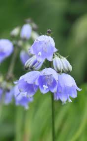 Image result for Monotes adenophyllus