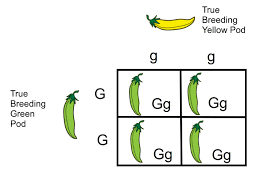 Image result for Monocymbium