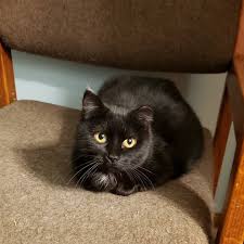 We do battle in the sphere of ideas and ideas only. Jazmine Zoey A Cat S Life On Instagram This Is Rosie Who Has Been Fostering With Me Since Last Wednesday She Was An Outside Kitty Who Came In With Her Ki