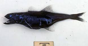 Image result for Pseudocyclosorus