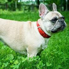 The french bulldog, or frenchie, is a small, domestic dog breed. Learn About The French Bulldog Dog Breed From A Trusted Veterinarian
