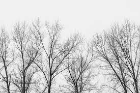 We offer an extraordinary number of hd images that will instantly freshen up your smartphone or computer. 1000 Black And White Tree Pictures Download Free Images On Unsplash