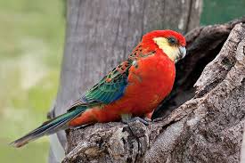 Australian Bird With Red Cheeks Western Rosella Aka Yellow Cheek Parakeet Platycercus Icterotis Native To South West Of Australian Native Birds Australian Native Animals Australian Parrots