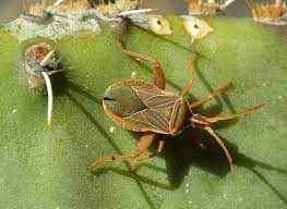 How to take care of pricklypear and other cacti. Meet The Insects That Could Damage Your Cacti Agave Yucca Texas Standard