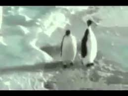 Последние твиты от penguins memes (@penguinsmemes). Shut Up Penguin Slap Youtube