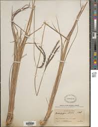 Image result for Andropogon amethystinus