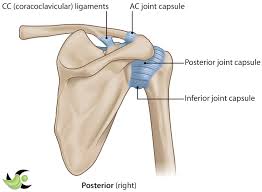 Check spelling or type a new query. Shoulder Anatomy Shoulderbuzz
