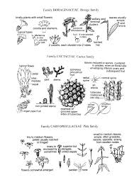 Image result for Ascolepis densa