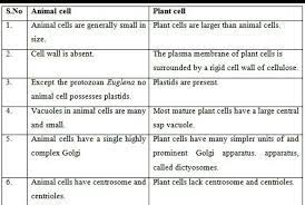 Animal cells are surrounded by cell membrane or plasma membrane. Differences Between Plant Cell And Animal Cell Brainly In