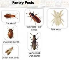 pest control costa blanca spain