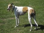 Rampur Hound Dog, Price, Pictures | DogExpress