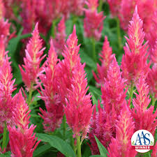 Image result for Celosia