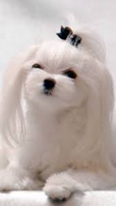 Long Ears And Hair Above Eyes Short Face Body Maltese Dogs Teacup Puppies Maltese Maltese Puppy