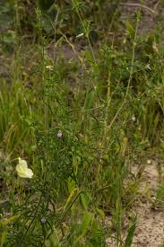 Image result for Pogonospermum divaricatum