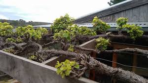 Image result for pruning grapes on a pergola
