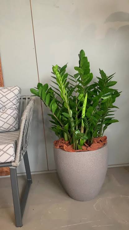 Zamioculca: A Planta Versátil Para Sua Casa