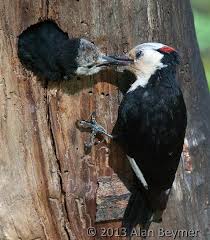Birds Of Calaveras Big Trees Walk And Seminar Calaveras Big Trees Association Calaveras big trees state park. calaveras big trees association