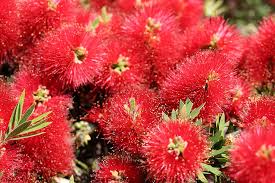 Choose from a curated selection of red wallpapers for your mobile and desktop screens. Natural Background Wallpaper Bright Red Flowers Callistemon Bottlebrush Hedge Springtime Garden Pxfuel