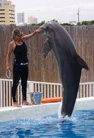Msq lives up to their poor reputation in the animal training community. The Dolphin Trainer Who Loved Dolphins Too Much