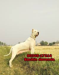 The bully kutta is a type of large dog that originated in the indian subcontinent, dating back to the 16th century. Bully Kutta Quality Kennel Home Facebook
