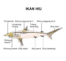 Ikan merupakan hewan berdarah dingin yang hidup di dalam air, memiliki sisik dan bergerak menggunakan sirip. Klasifikasia Vertebrata Pisces Tian Trichogaster