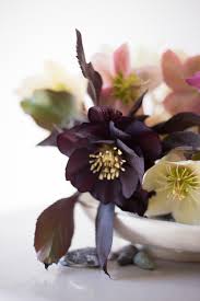 Hellebore flowers make a lovely display in a vase, even when they're fading, so if you're having trouble taking the plunge, just cut them and enjoy the last that's why i usually deadhead mine and just buy new hellebores when i want them, so i can choose which colors and styles i actually want. Quick Guide To Growing Hellebores