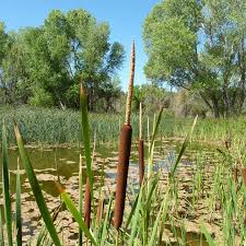 Image result for Typha latifolia