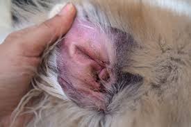 Image result for scabies dog ear