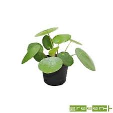 Pilea Peperomioides Pot Diametre 6 Cm Jardinerie Truffaut Jardinerie Plante Vivace