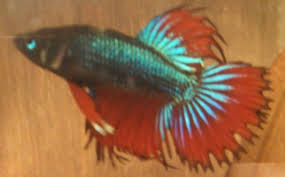 Female And Male Betta Vang Bettas