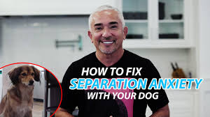 Spay/neuter is the process of removing all or part of an animals reproductive organs. Cesar Explains How To Fix Separation Anxiety With Your Dog Youtube