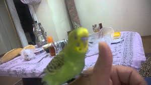 Kanarya Gibi Oten Muhabbet Kusu Youtube