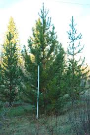 Find spruce trees in canada | visit kijiji classifieds to buy, sell, or trade almost anything! Instant Forests