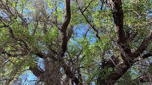 Image result for Quillaja saponaria