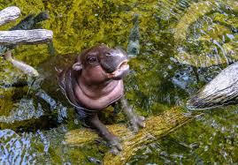 Image result for Hippobromus