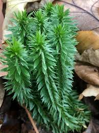 Image result for Huperzia gnidioides