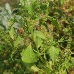 Image result for Basilicum polystachyon