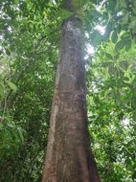 Image result for Uapaca guineensis