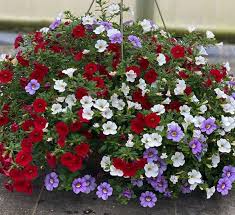 A hanging basket can dress up the corner or a room or add color and greenery near a window. Calibrachoa Hanging Basket Calloway S Nursery