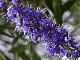 Image result for Vitex ferruginea