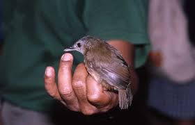 11 daftar nama nama burung langka di indonesia yang berawalan huruf m. Burung Langka Kalimantan Ini Ditemukan Lagi Usai Hilang 172 Tahun Borneo24 Com