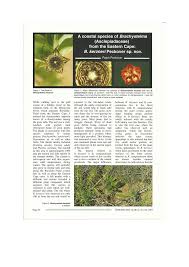 Image result for Sisyranthus imberbis