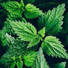 Image result for Urtica