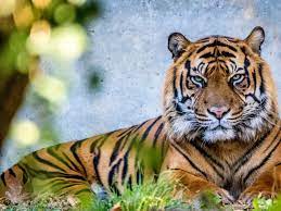 It is an apex predator, primarily preying on ungulates such as deer and wild boar. Trauer Im Zoo Frankfurt Tiger Vanni Eingeschlafert Hessenschau De Panorama