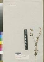 Image result for Aspilia ciliata