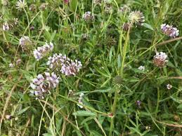 Image result for Trifolium