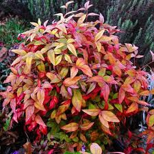 Pin By Bev Windjack On Plants Plant Combos Garden Shrubs Plants Landscaping Plants